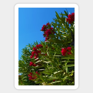 Red Mediterranean Flowers Sticker